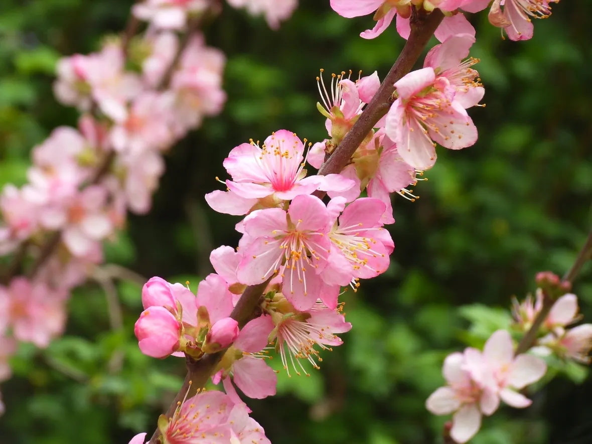 Prunus tenella