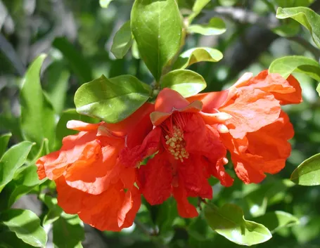 Fiori melograno