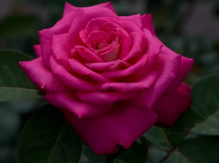 Rose acapella