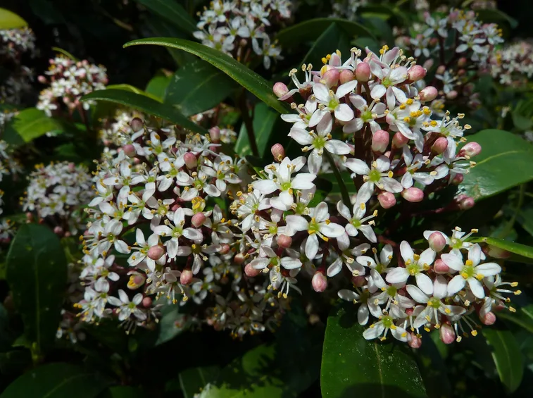 skimmia japonica