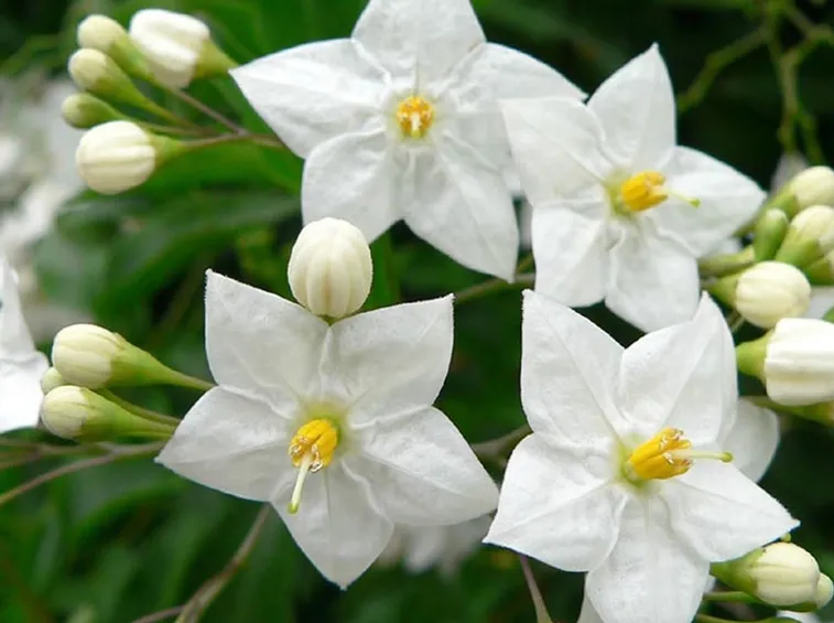 Solanum jasminoides