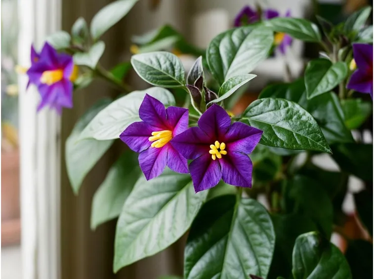Solanum