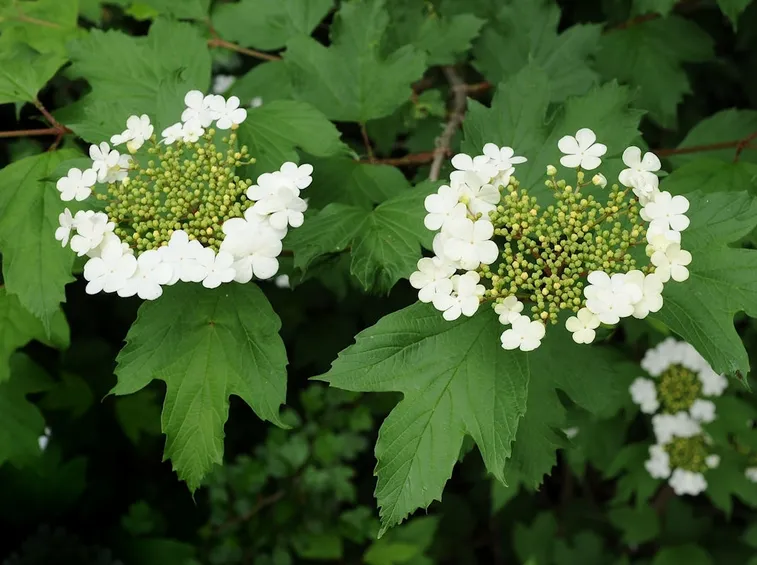 Viburnum opulus