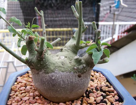 Adenia spinosa