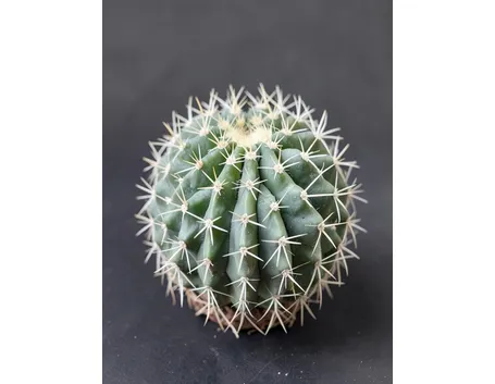 ancistrocactus