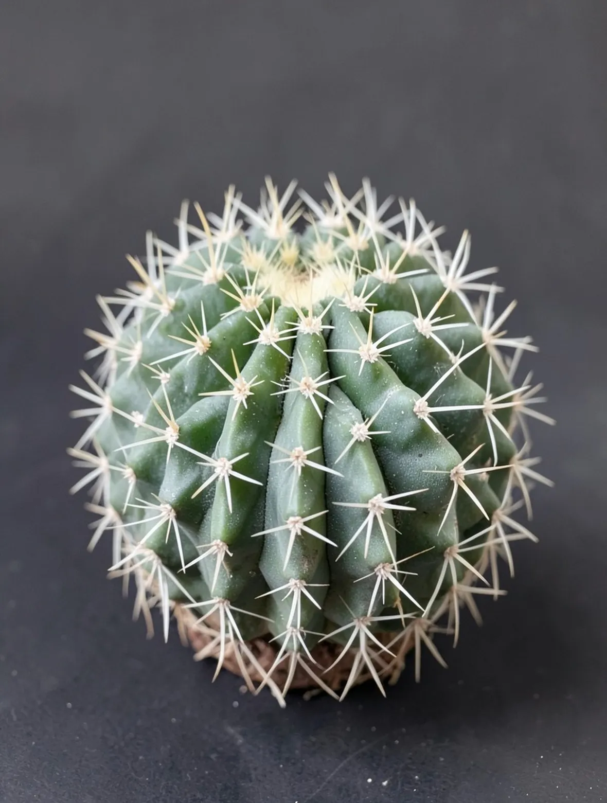 ancistrocactus