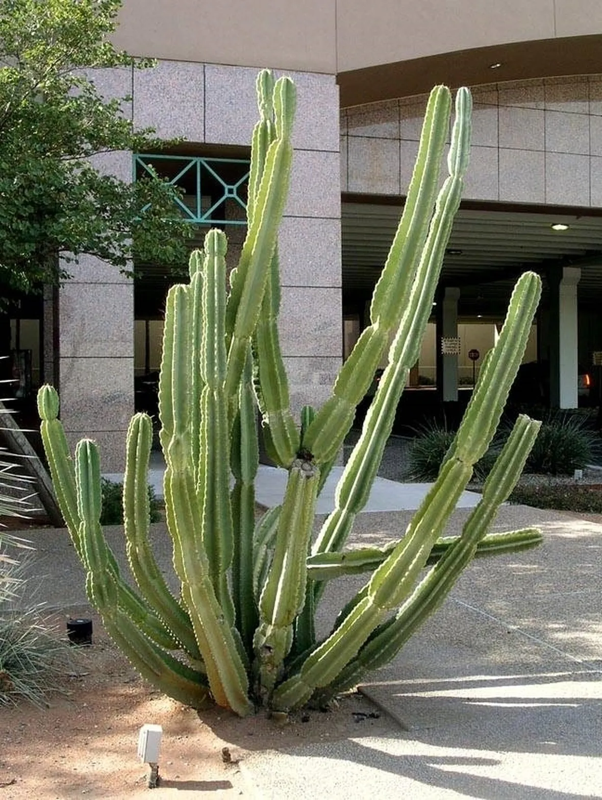 Cereus peruvianus