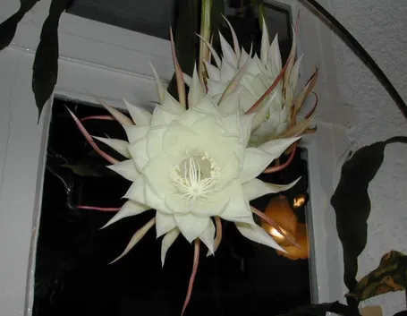 epiphylum