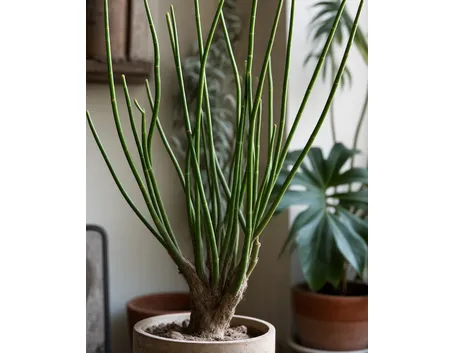 Euphorbia tirucalli