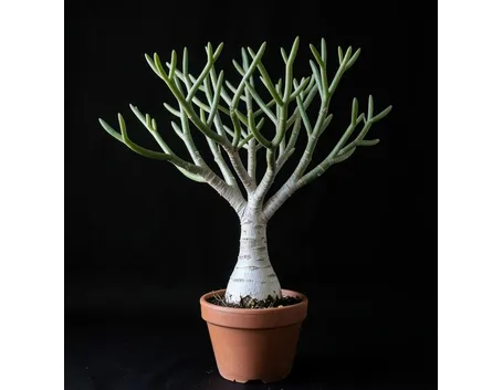 Fockea edulis