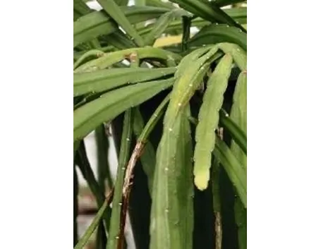Lepismium