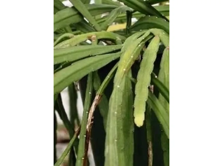 Lepismium