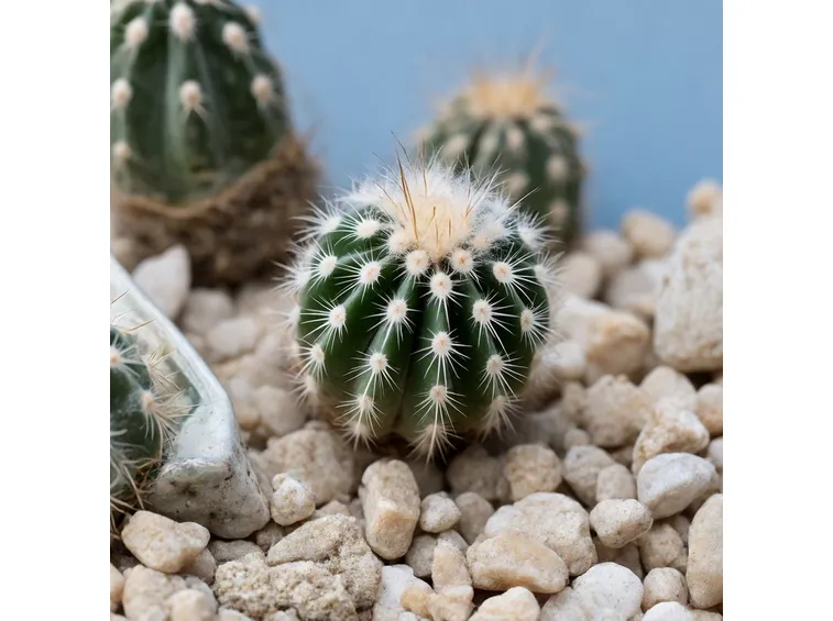 Mammillaria