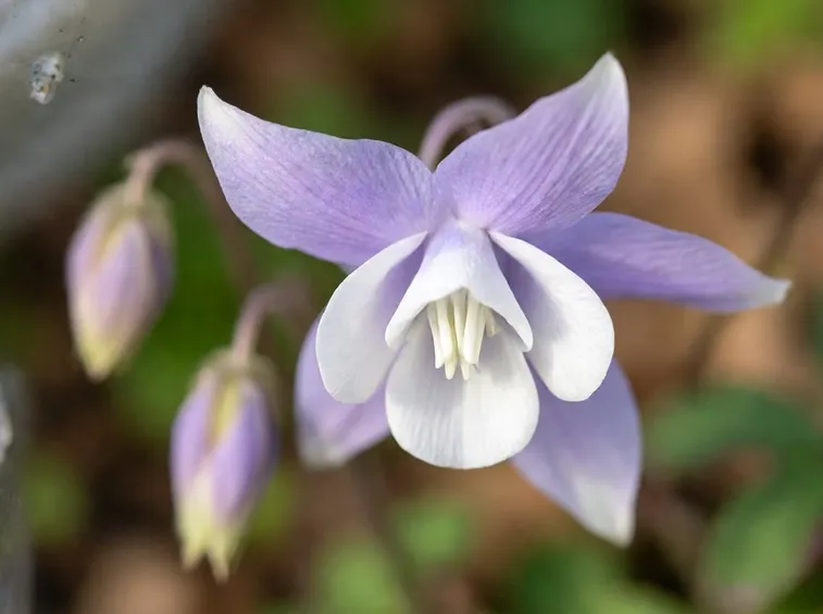 aquilegia