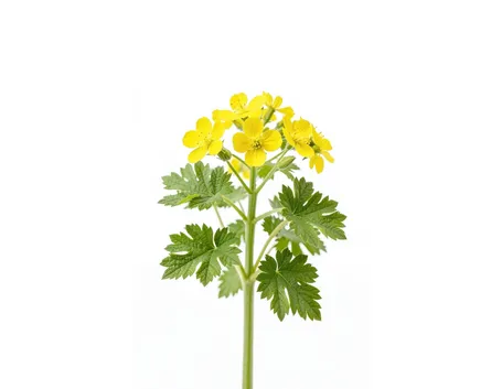 Chelidonio
