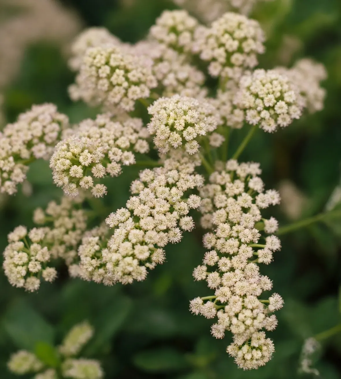 spirea