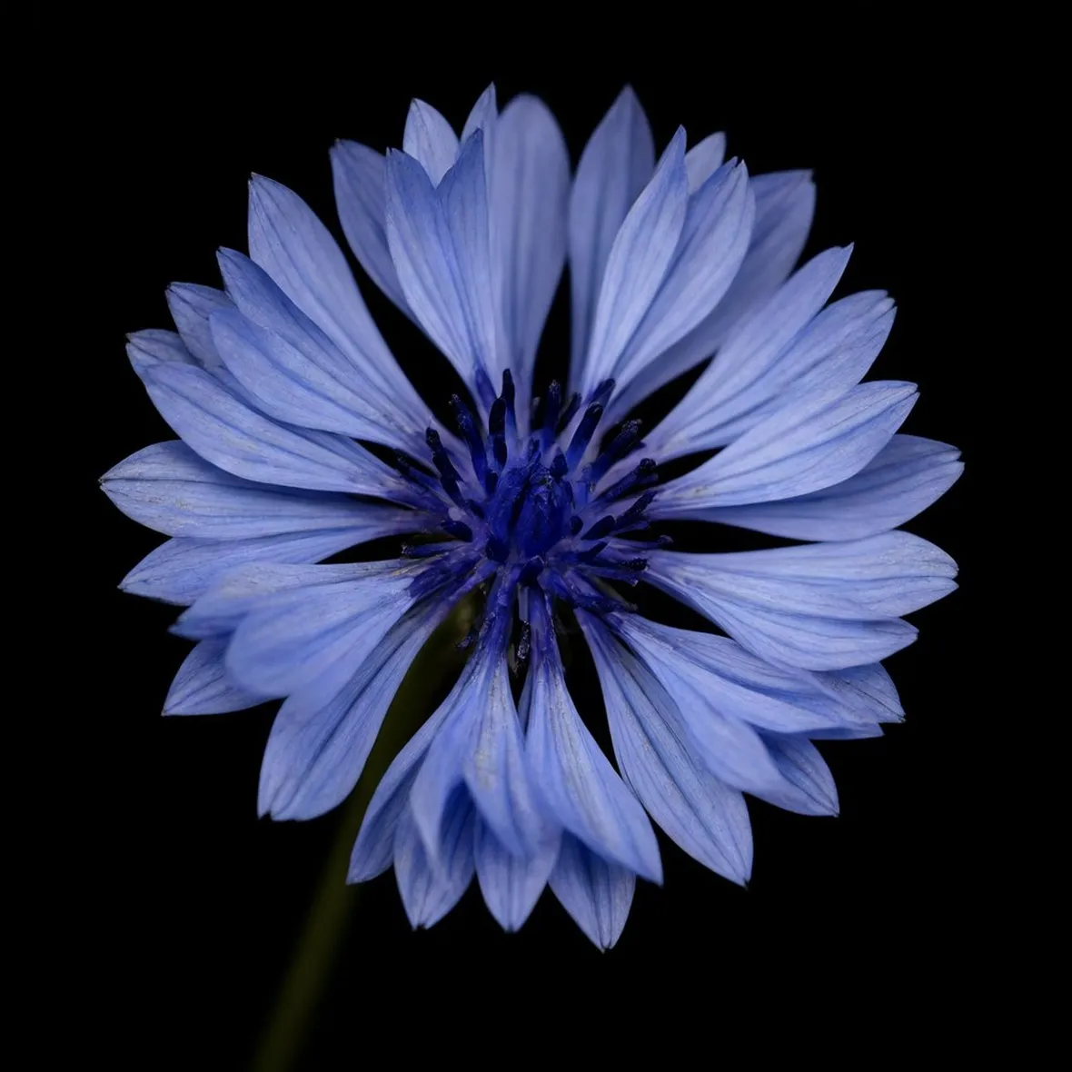 fiordaliso