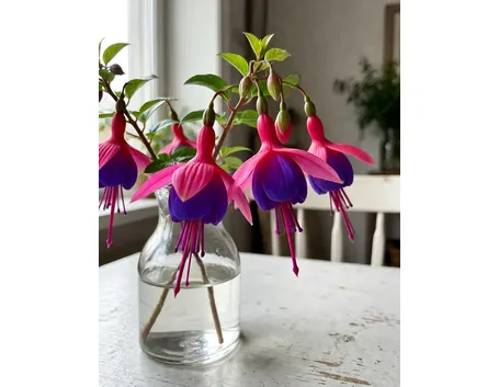 fucsia