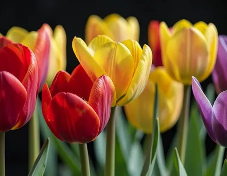 tulipano