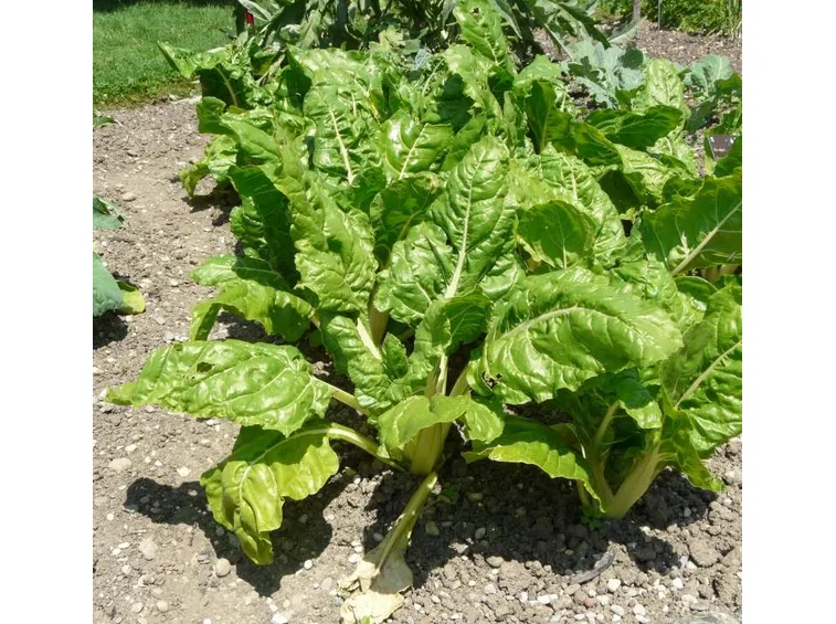 beta vulgaris cycla