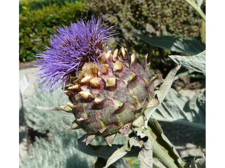 Cynara cardunculus vari scolymus