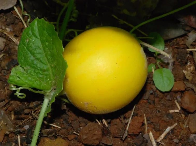 melone liscio