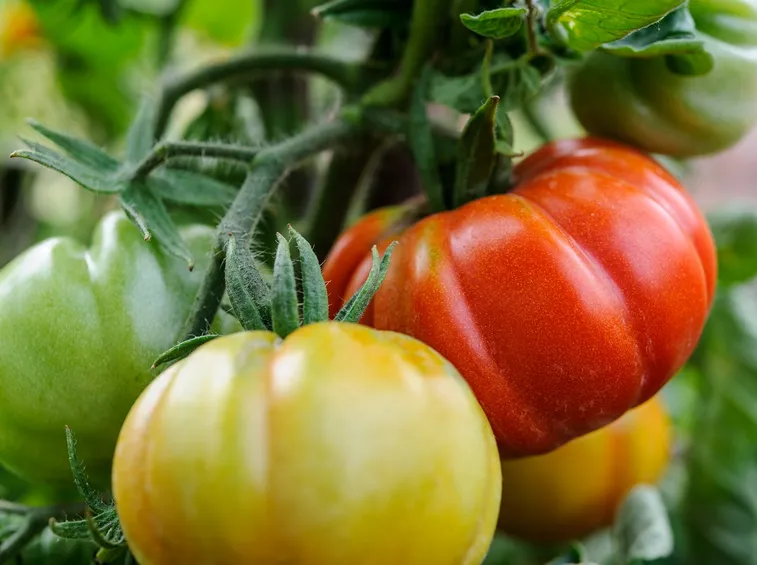 pomodori costoluti