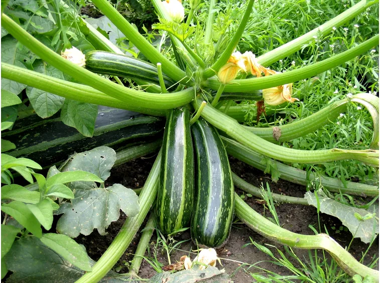 zucchine coltivazione