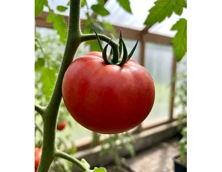 pomodoro