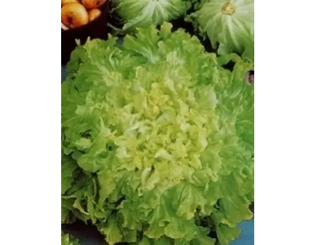 indivia