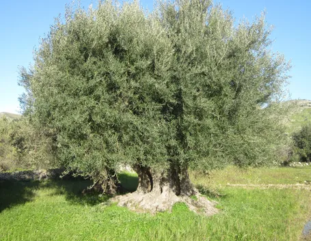 un ulivo secolare