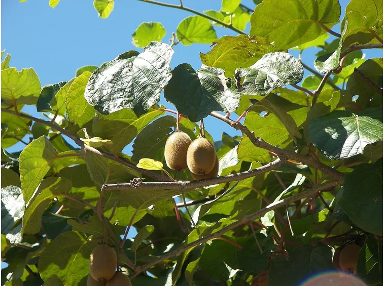 Come staccare i grappoli senza rovinare i frutti
