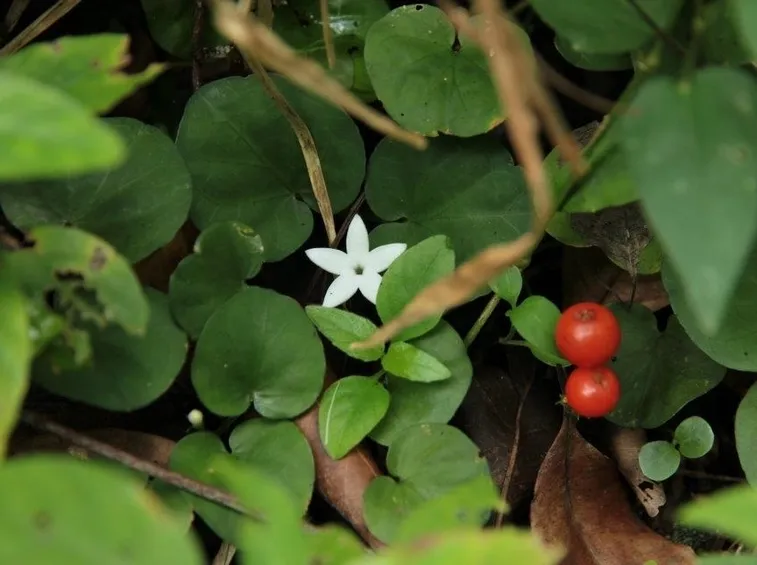 Fiore di mirtillo rosso