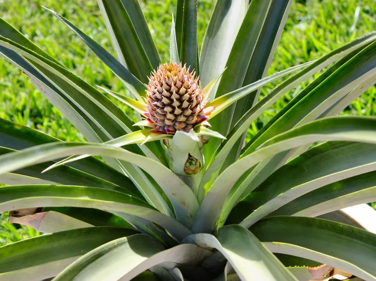 Una pianta di ananas in vaso