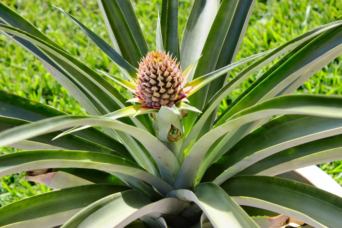 Una pianta di ananas in vaso