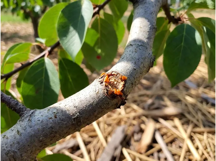 potatura albicocco