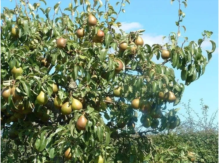 Pianta di pero