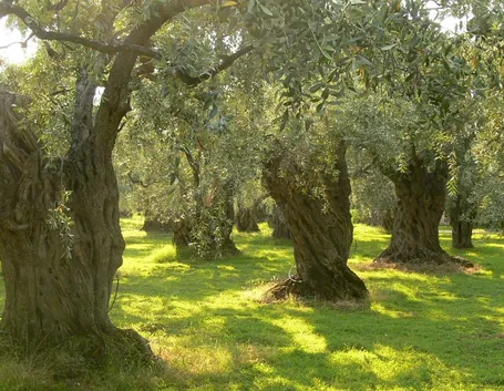 Grandi alberi di olivo