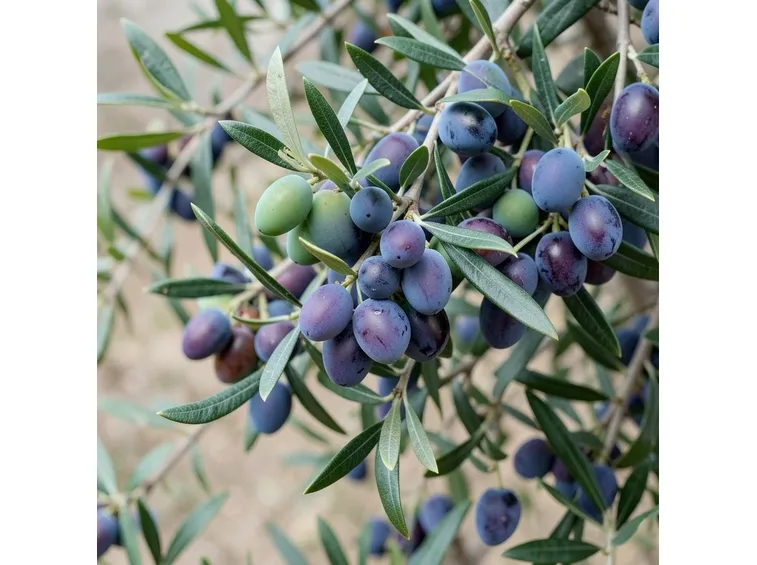Oliva biancolilla