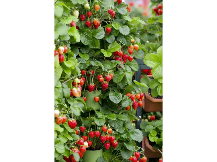 benefici fragole