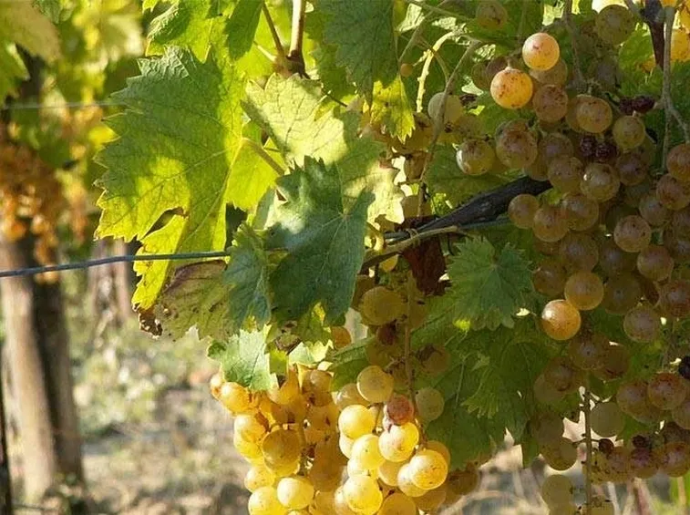 Vitigno del tipo Moscato.