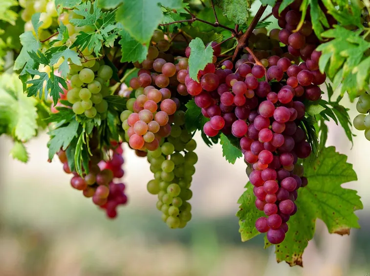 Grappoli di uva