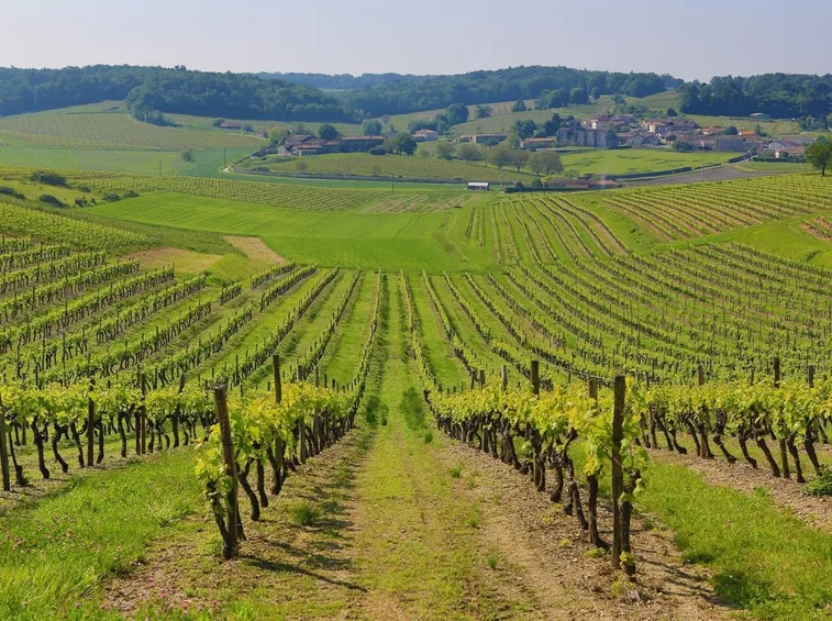 Vigneti nella regione dello Champagne