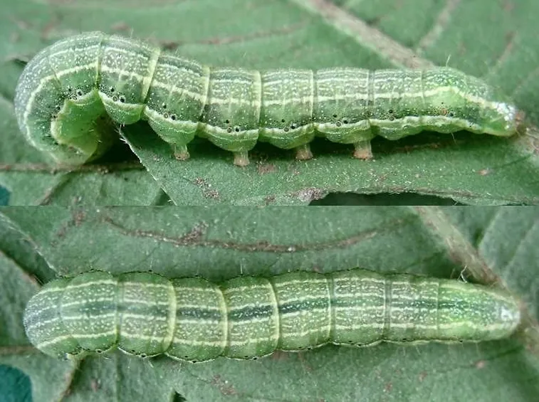 Pyrrhia umbra