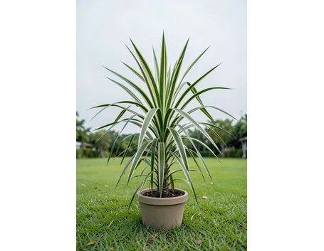 Dracena