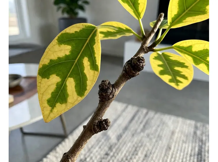 Ficus