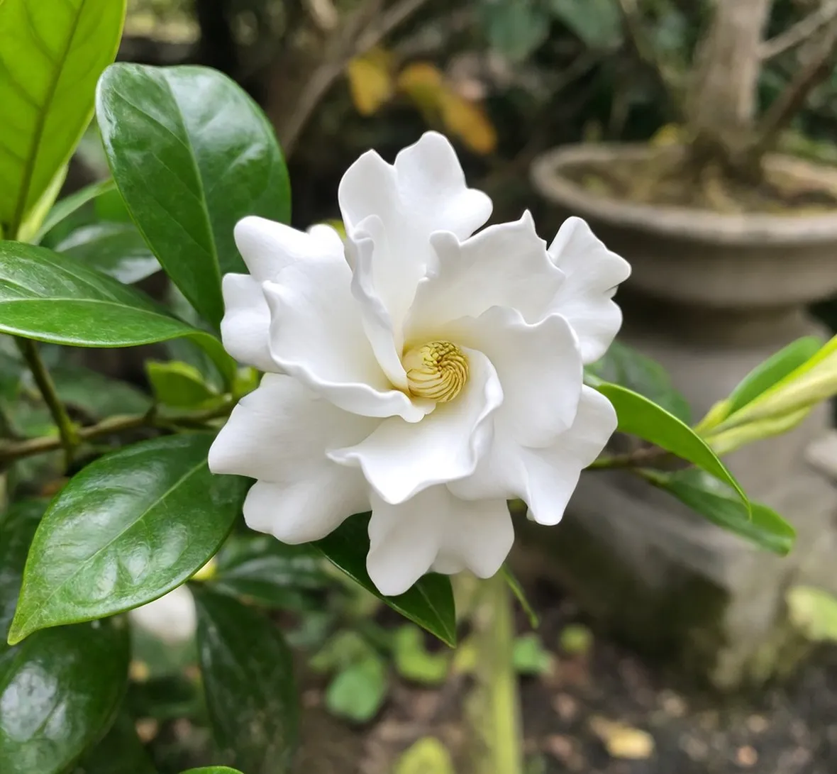 Gardenia fiore