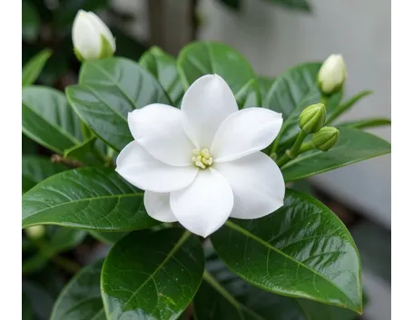 Gardenia