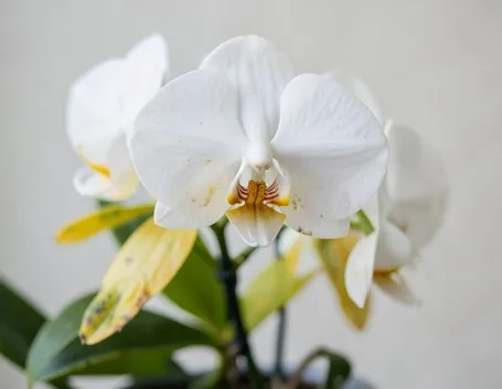 Phalaenopsis