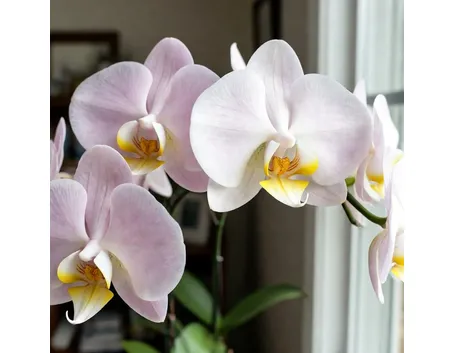 phalaenopsis